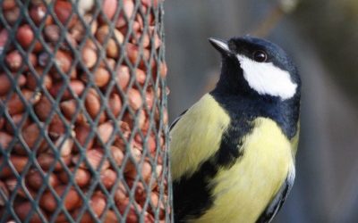 Det er sundt at iagttage fuglene i din have