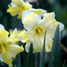 Narcissus-cassata