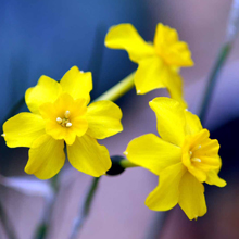 Narcissus-cordubensis