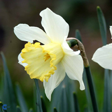 Narcissus-sibyl