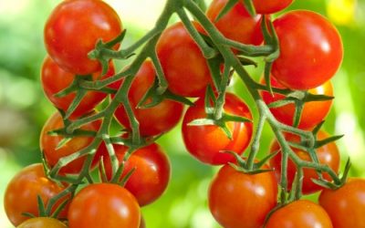 Tomater og agurker i selvvandingskasser