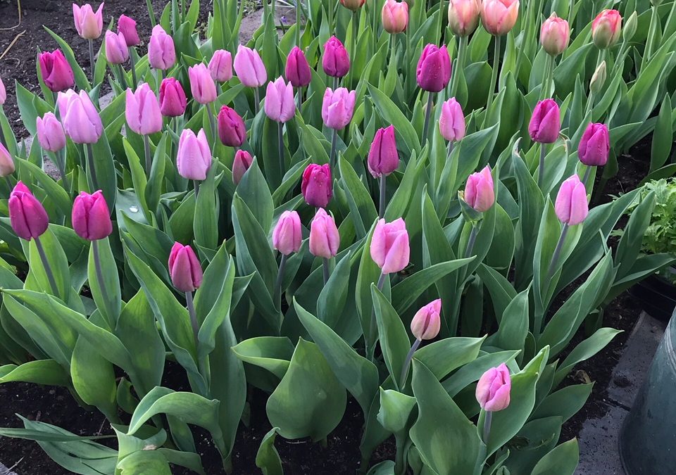 Tulipaner i drivhus