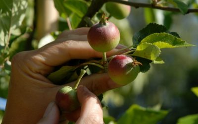 Junifald – udtynding af æbler