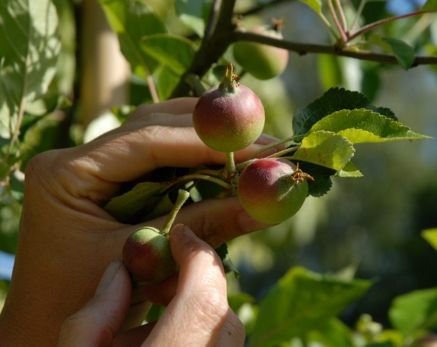Junifald – udtynding af æbler