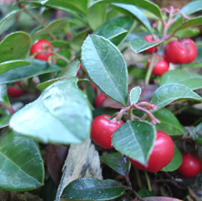Røde bær i efterårets krukker