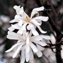 magnolia-stellata-royalsta
