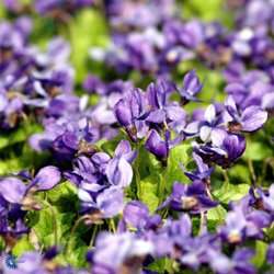 viola-odorata-albiflora