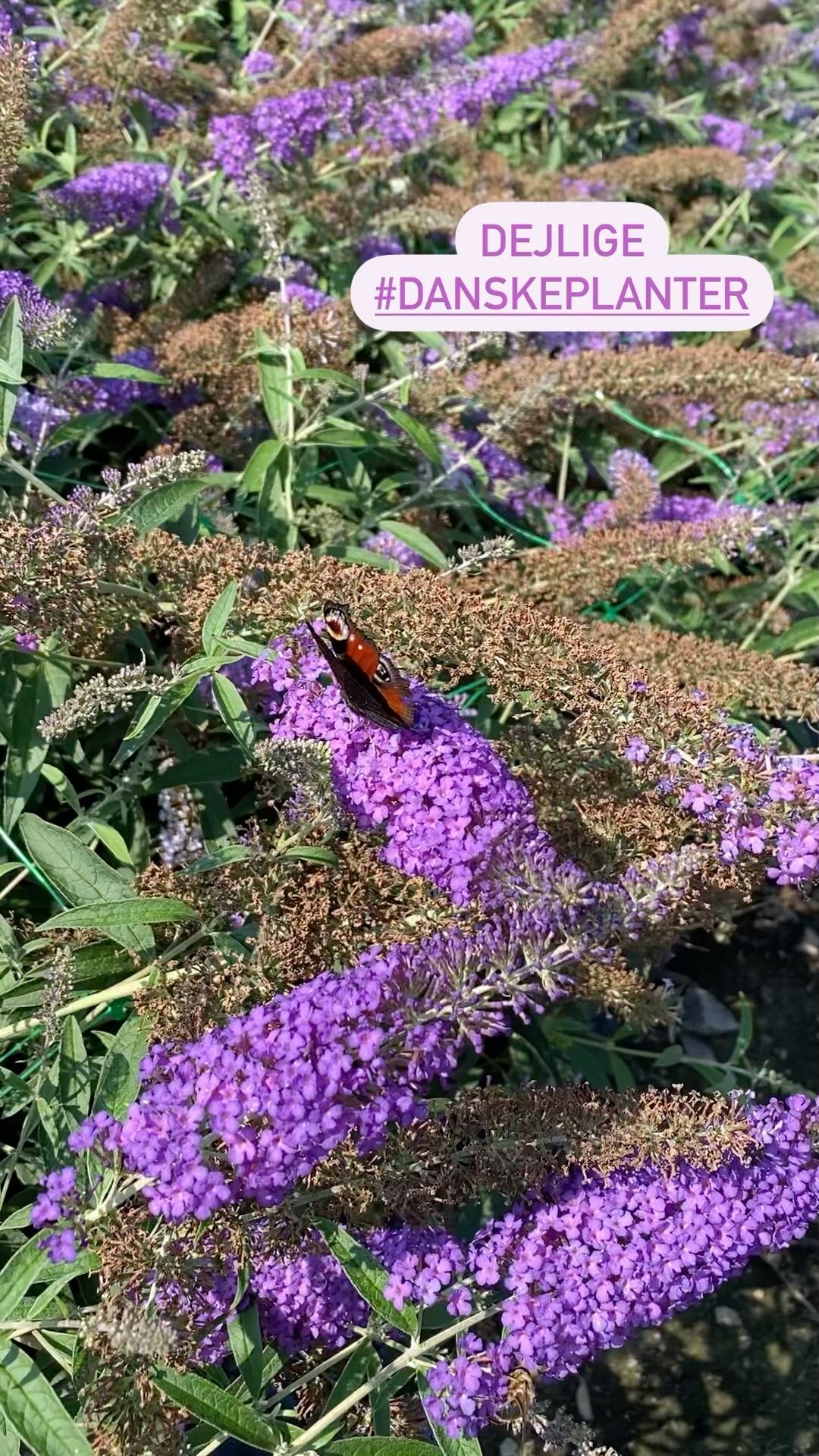 Så skønt med blomster, nektar og insekter på min vej i dag🌸🦋🌺
.
#mitjob #påtur #sommerfuglebusk #buddleja #danskeplanter #biodiversitet #havetid #haveglæde #haveglæder #haveglaeder