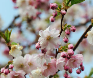 April – Japansk kirsebær