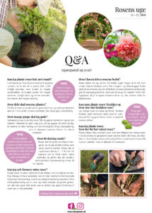 Q & A om roser