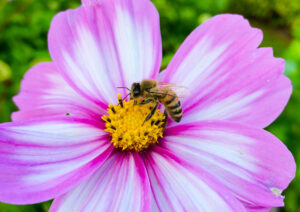 Blomst med bi