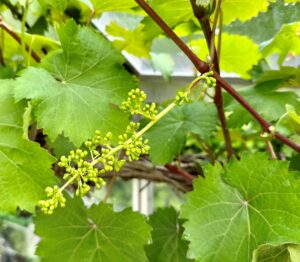 Sommerbeskæring af vin i drivhuset – sådan gør du