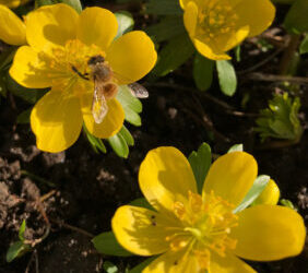 Blomsterløg til dig og bierne