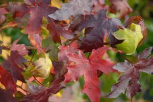 Magiske farver – derfor skifter bladene farve