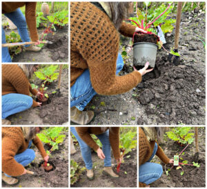 Rabarber plantning