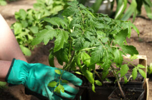 Er det for tidligt at plante tomat- og agurkeplanter?