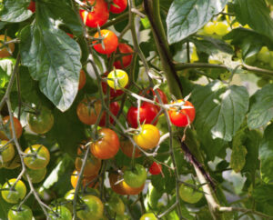 Varmt nok til at plante tomat- og agurkeplanter