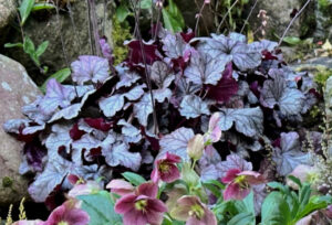 Alunrod Heuchera