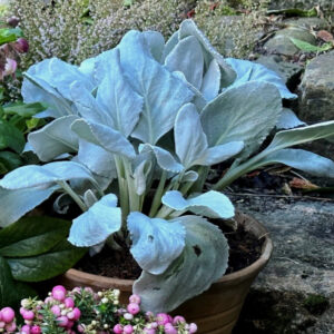 Senecio Angel Wings