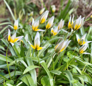 Botaniske tulipaner